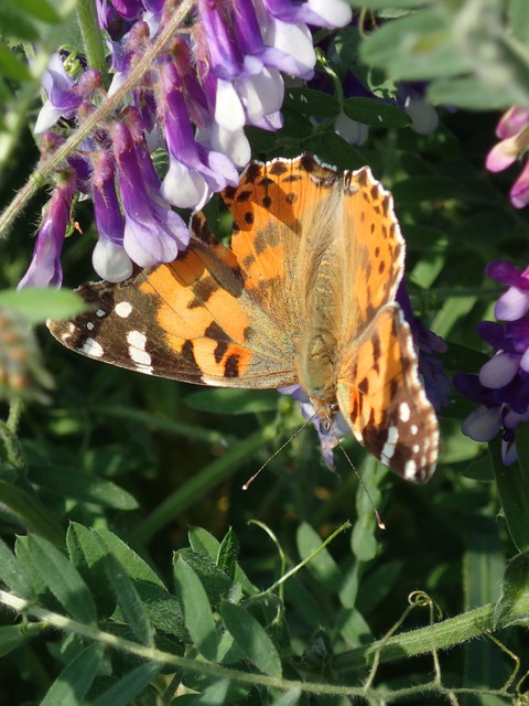 Vanessa cardui - bogáncslepke