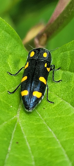 Ptosima undecimmaculata - sárgafoltos díszbogár