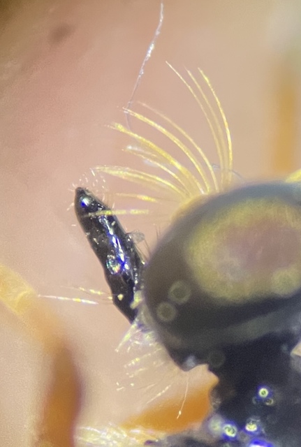 Dioctria longicornis