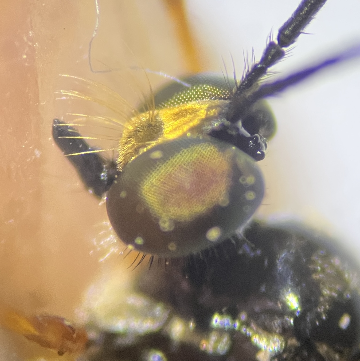 Dioctria longicornis
