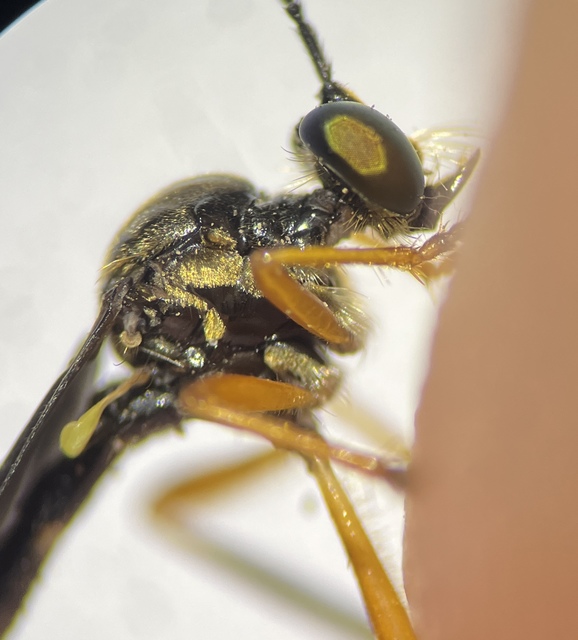 Dioctria flavipennis