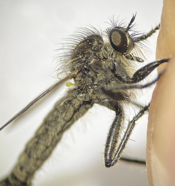 Dysmachus bimucronatus