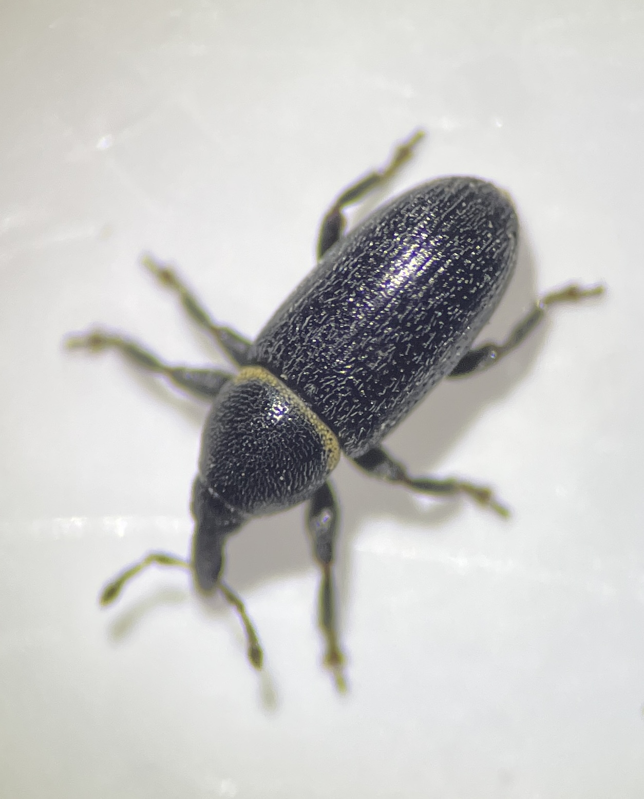Mecinus collaris - örvös útifűormányos