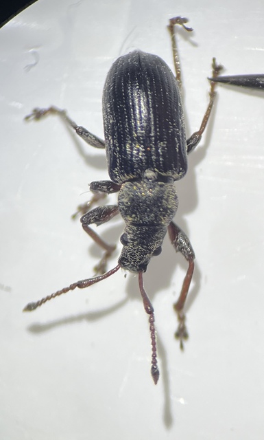Phyllobius pyri - gyümölcsfa-levélormányos