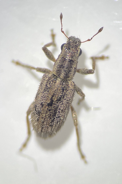 Sitona macularius - borsó-csipkézőbogár