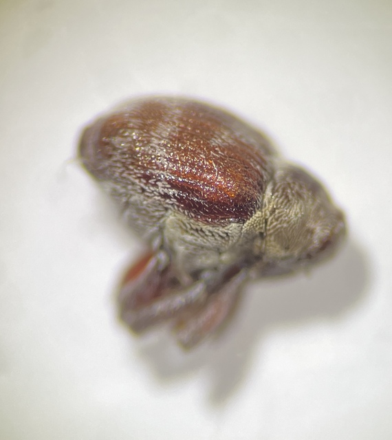 Coeliodes