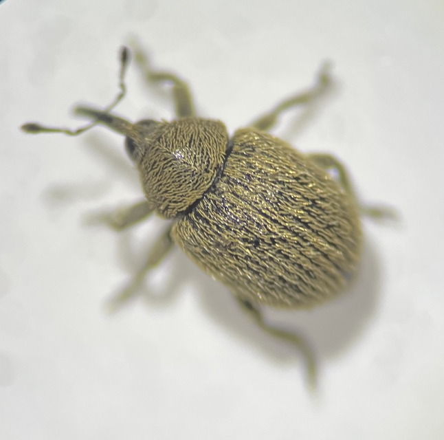 Sibinia