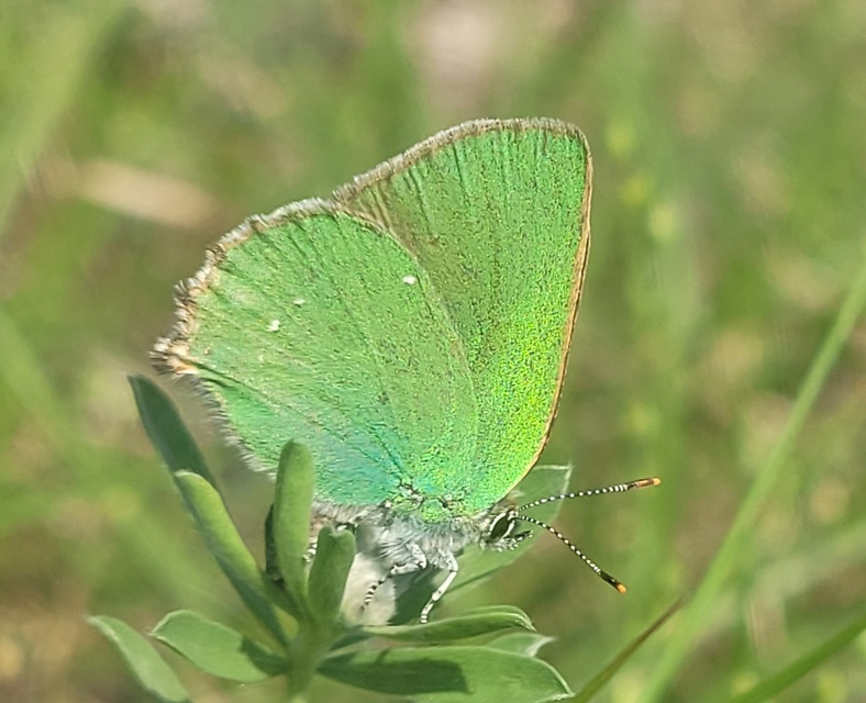 Callophrys rubi - zöldfonákú lepke