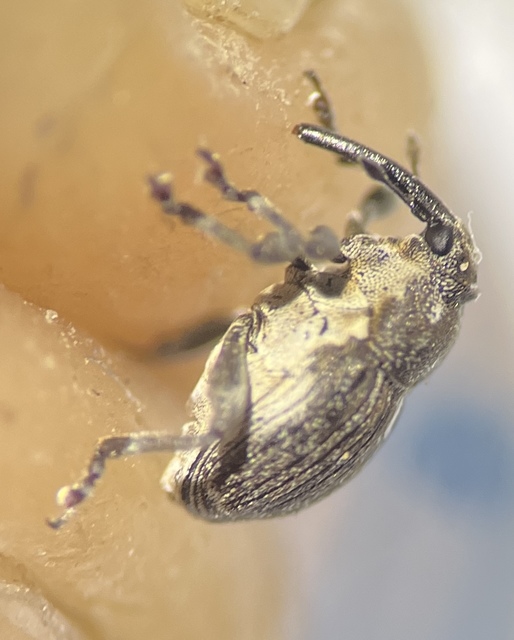 Glocianus