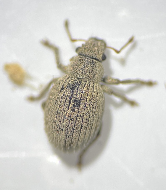 Foucartia squamulata - közönséges törpebarkó