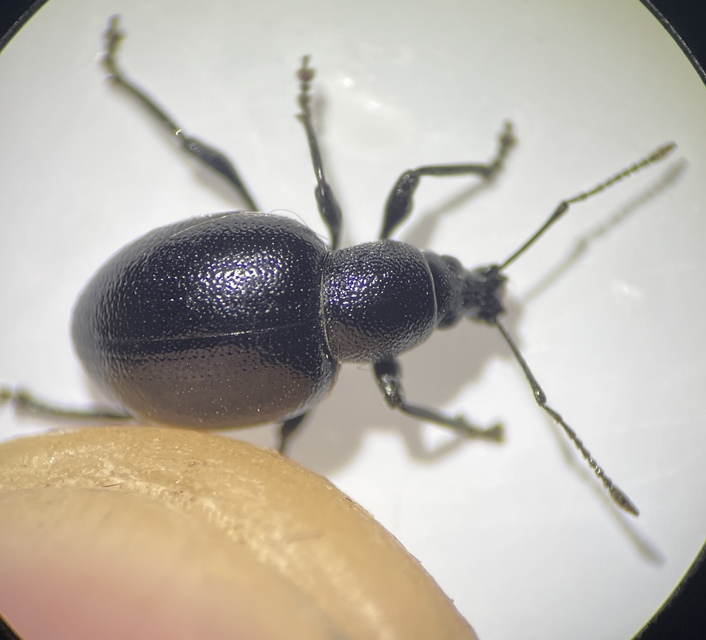 Otiorhynchus lirus - fényes gyalogormányos