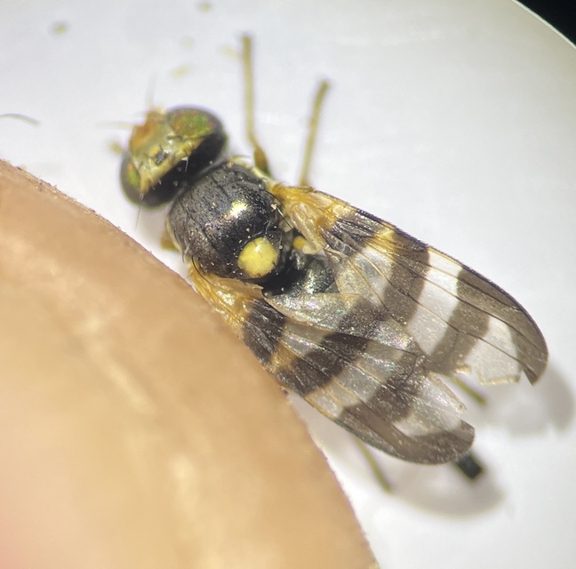 Urophora