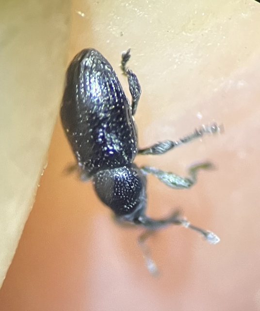 Smicronyx