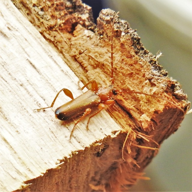 Phymatodes testaceus - változékony korongcincér Phymatodes testaceus - változékony korongcincér