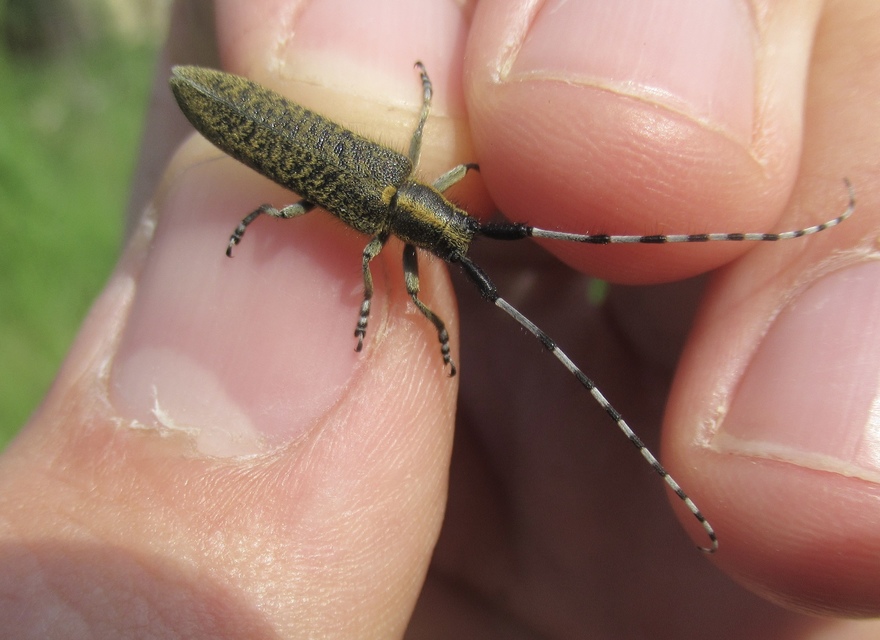 Agapanthia villosoviridescens - fehérgyűrűs bogáncscincér