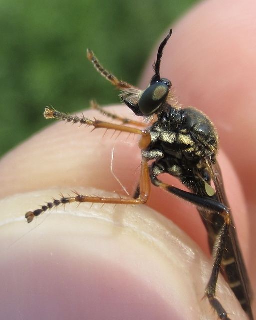 Dioctria rufipes