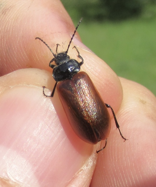 Omophlus rugosicollis - széles pejbogár Omophlus rugosicollis - széles pejbogár