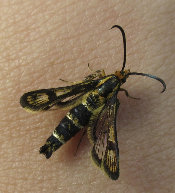 Sesiidae - szitkárfélék
