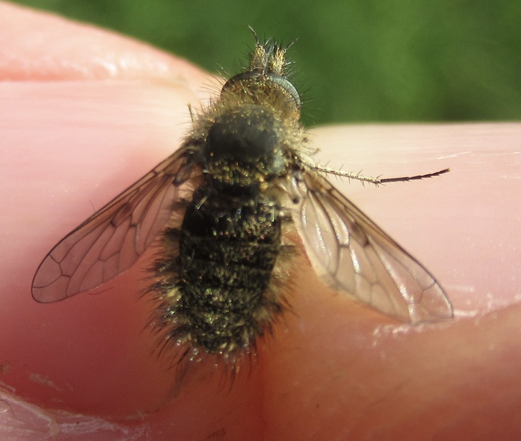 Conophorus virescens