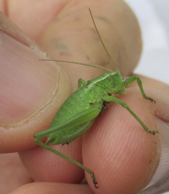 Isophya kraussii - erdei tarsza