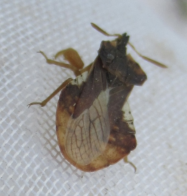 Phymata crassipes - fogólábú poloska