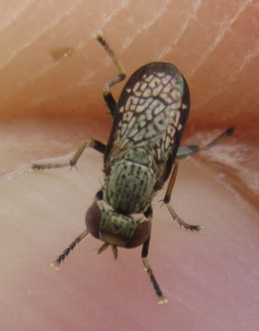 Pherbellia limbata
