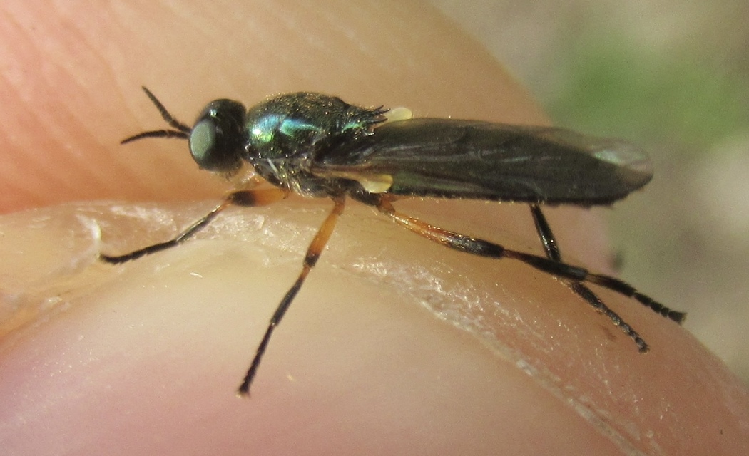 Actina chalybea - csillogó tüskéslégy