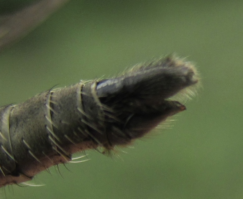 Dysmachus praemorsus