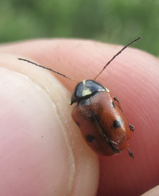 Cryptocephalus cordiger - szíves zömökbogár