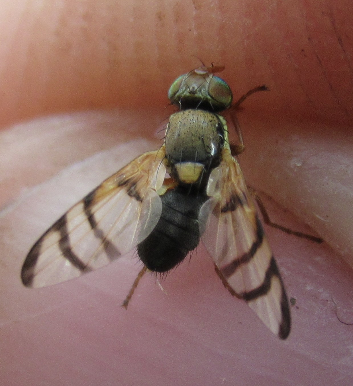 Urophora solstitialis