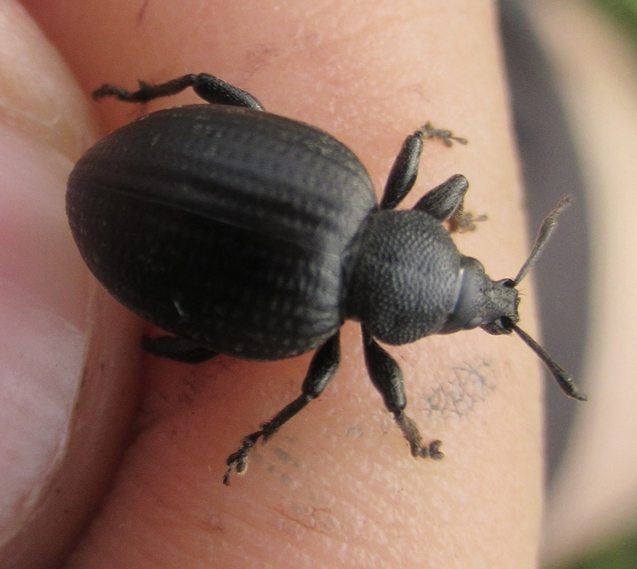 Otiorhynchus catenulatus - gyászos gyalogormányos