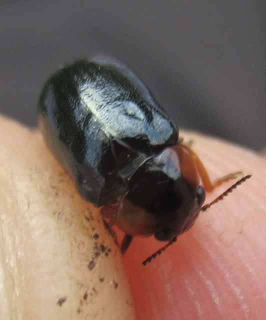 Smaragdina