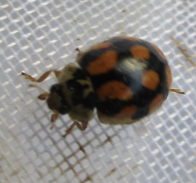 Adalia decempunctata - tízpettyes katica
