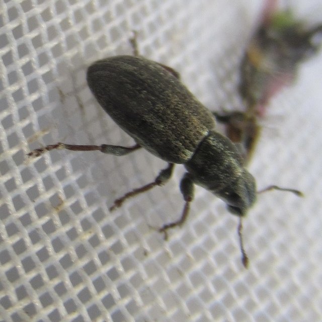 Sitona humeralis - lucerna-csipkézőbogár