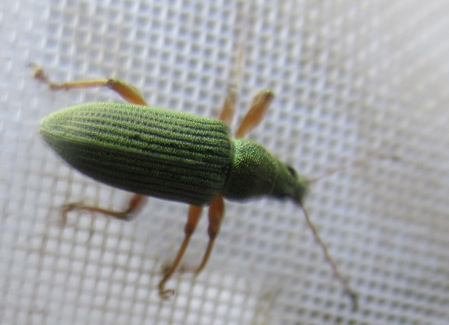 Polydrusus formosus - selymes lombormányos