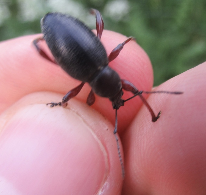 Otiorhynchus hungaricus - magyar gyalogormányos