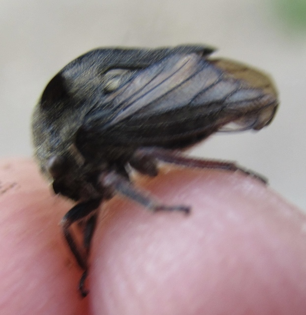 Centrotus cornutus - szarvaskabóca