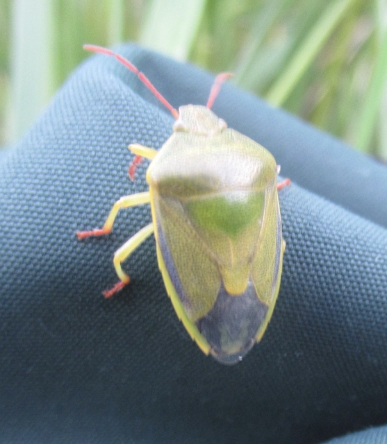 Piezodorus lituratus - bíboros címerespoloska Piezodorus lituratus - bíboros címerespoloska