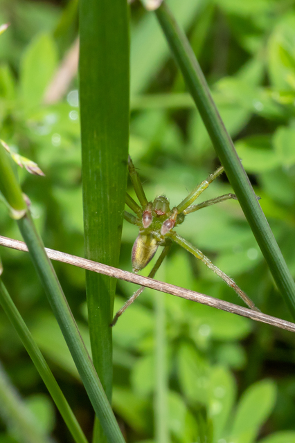 Micrommata virescens - hunyópók