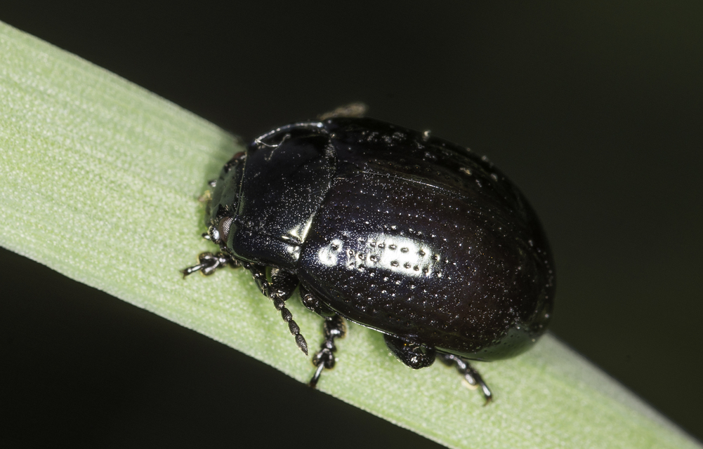 Chrysolina oricalcia - bronzos levélbogár