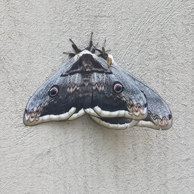 Saturnia pyri - nagy pávaszem