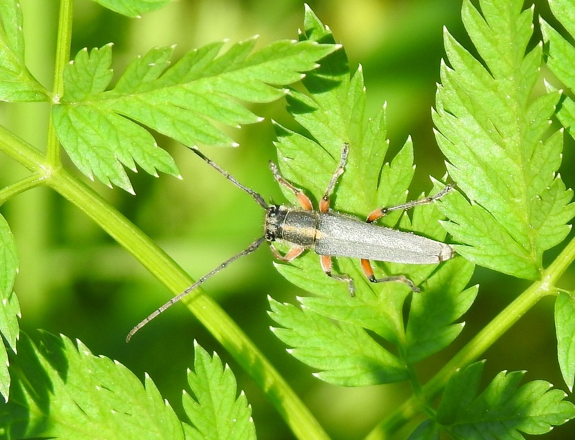 Phytoecia icterica - murokcincér Phytoecia icterica - murokcincér