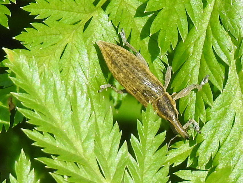 Lixus iridis - bürökfúró dudvabarkó