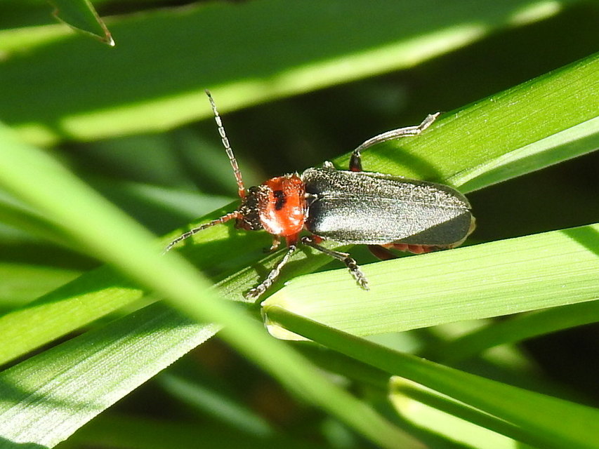 Cantharis rustica - suszterbogár