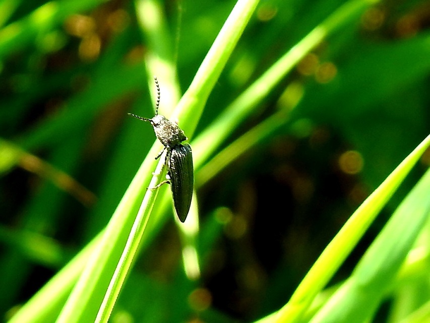 Cidnopus pilosus - szőrös pattanó