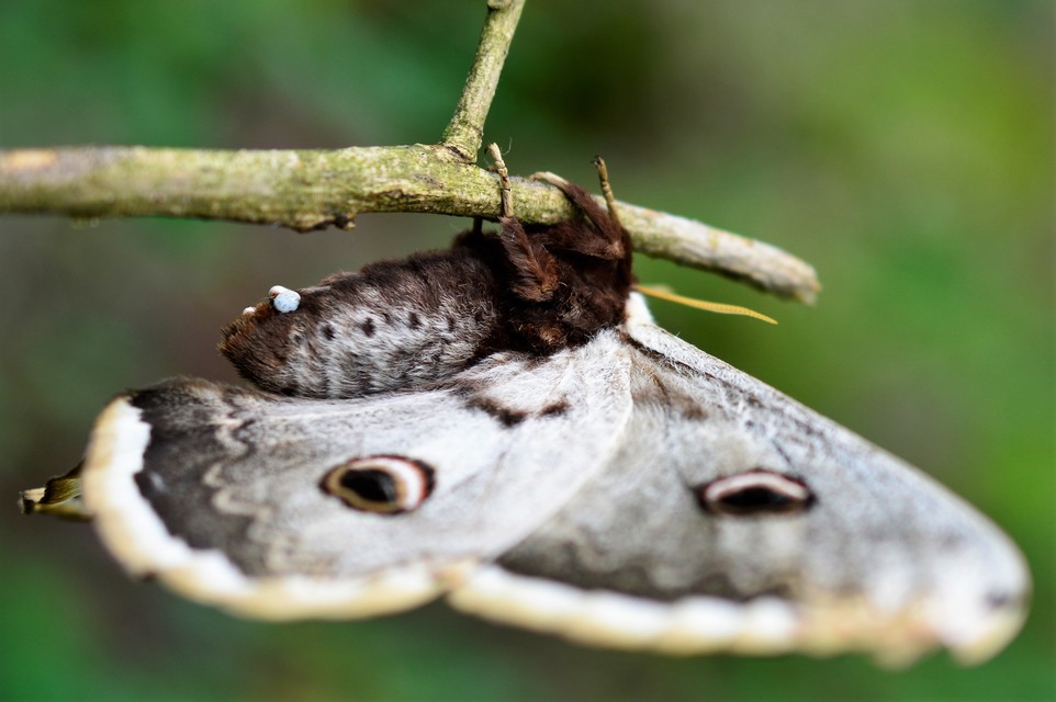 Saturnia pyri - nagy pávaszem