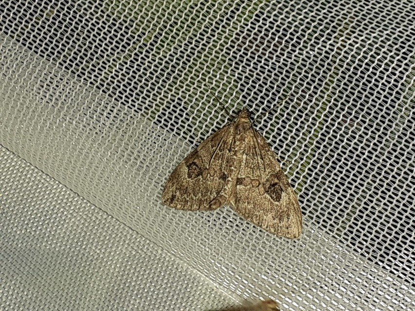 Thera variata/britannica