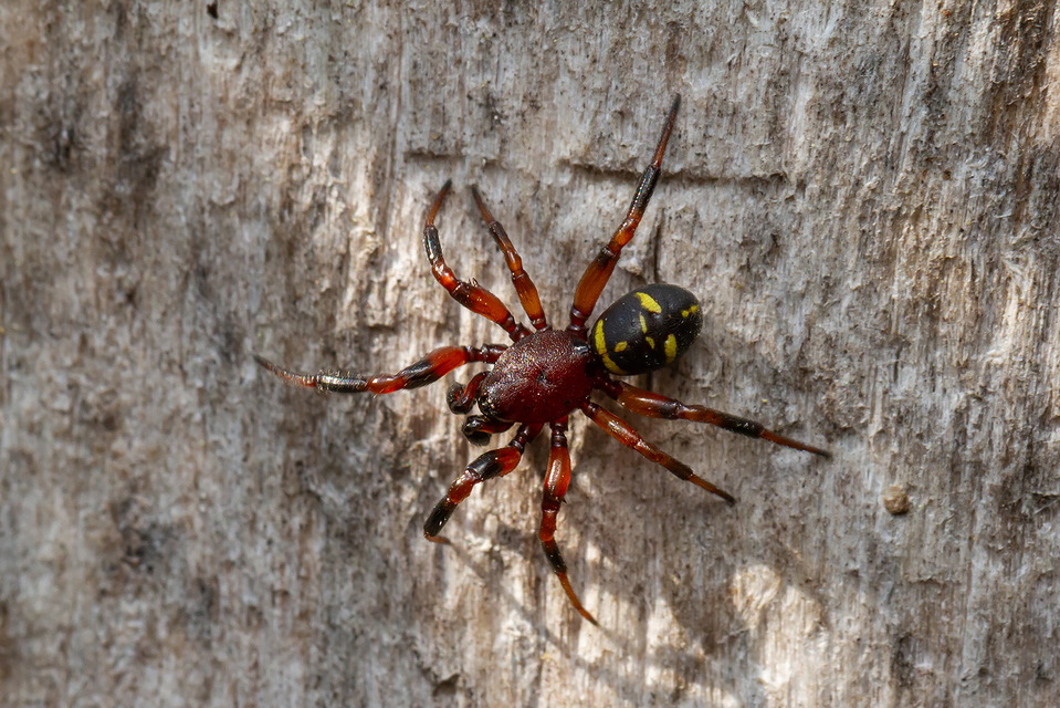 Asagena phalerata