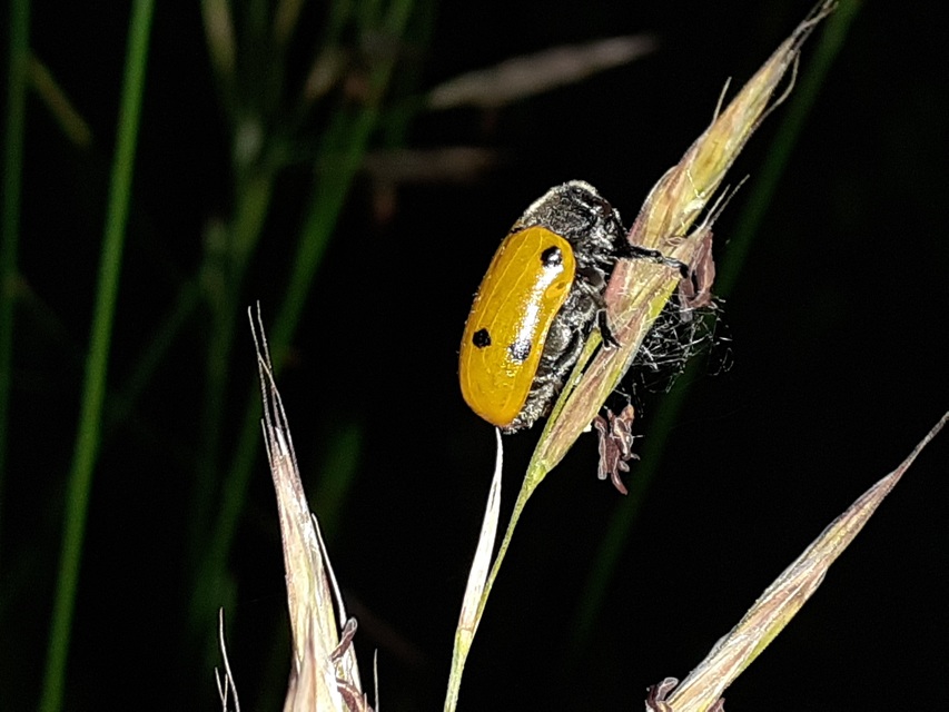 Lachnaia sexpunctata - szőrösnyakú zsákhordóbogár