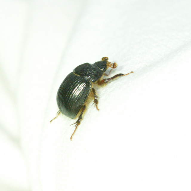 Odonteus armiger - mozgószarvú álganéjtúró